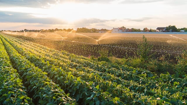 Mint field trial — Verticillium Wilt eliminated with AOP-treated water