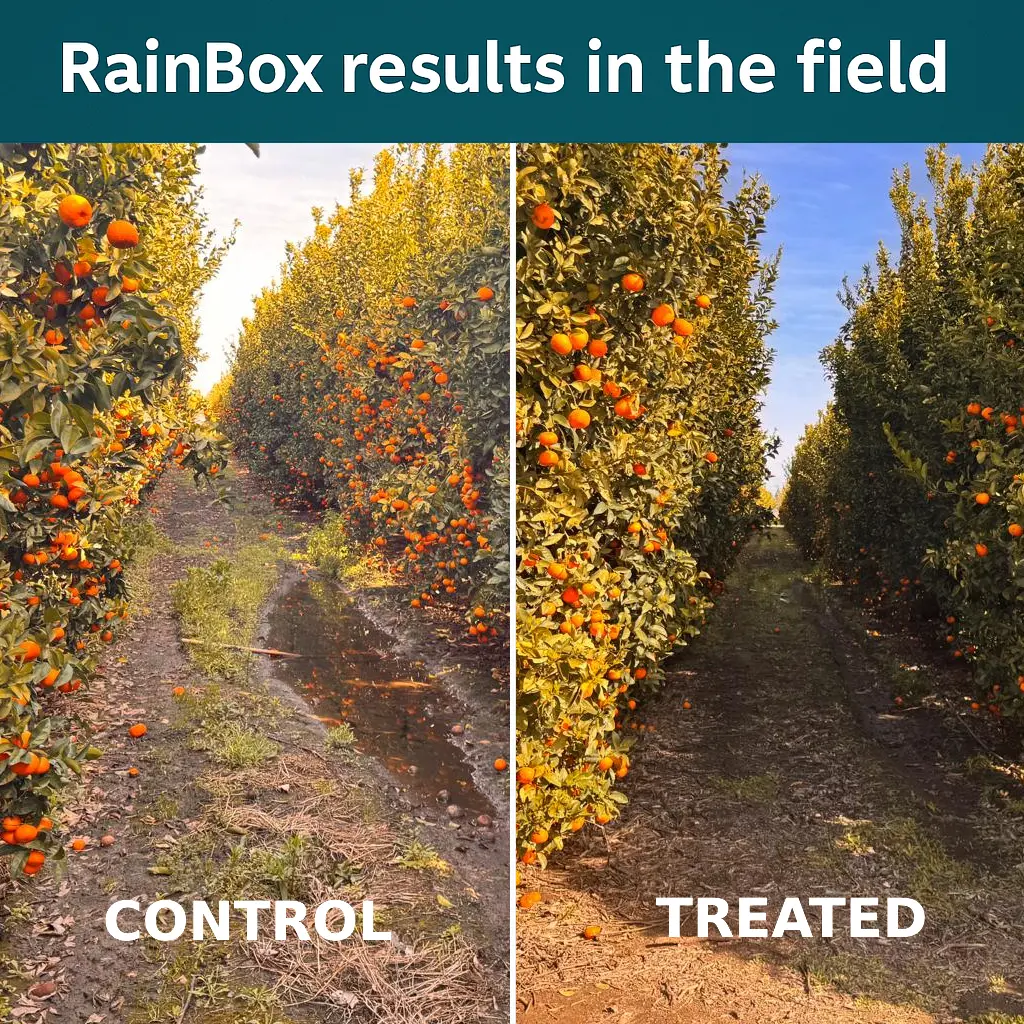 Field irrigated with RainBox-treated water showing no standing water and improved drainage
